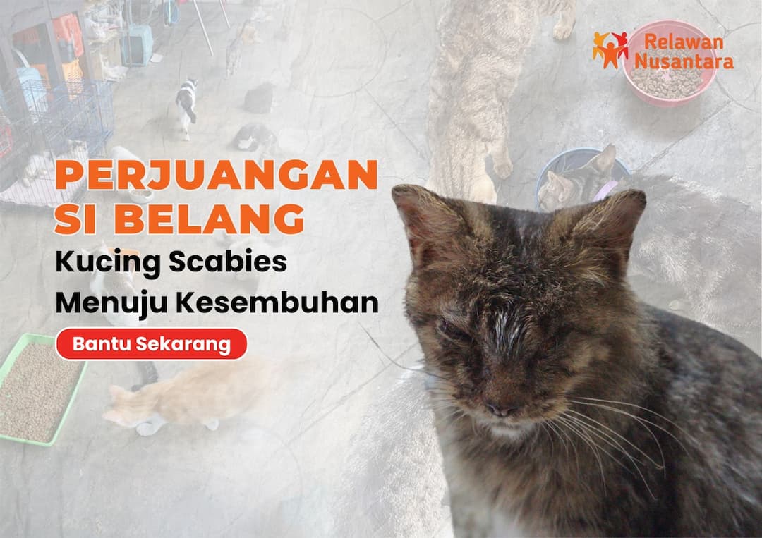 Bantu Si Belang dan Kucing Jalanan Lainnya