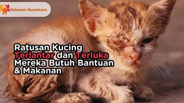 Bantuan Pakan dan Obat Untuk Anabul Terlantar