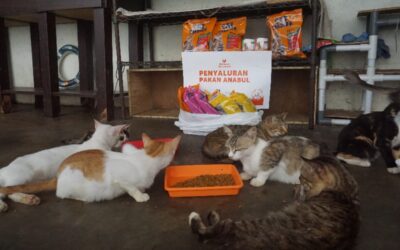 Relawan Nusantara Menyalurkan Pakan untuk Shelter Kucing WhiskersSyndicate