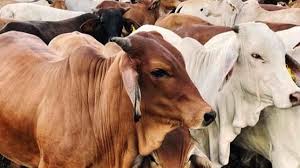 Apa yang Terjadi pada Daging Kurban Setelah Disalurkan?
