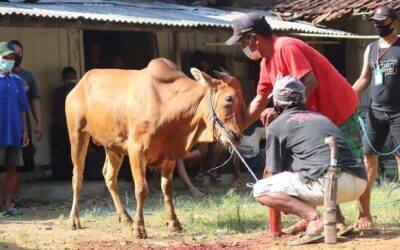 Lebih Baik Kurban 1 Kambing atau Patungan 1/7 Sapi? Ini Jawabannya