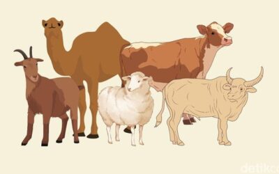Perbedaan Kambing, Domba, Sapi, dan Unta untuk Kurban: Mana yang Tepat?