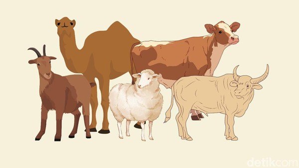 Perbedaan Kambing, Domba, Sapi, dan Unta untuk Kurban: Mana yang Tepat?