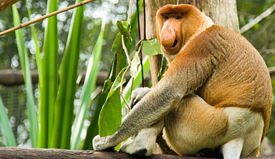 Seekor bekantan jantan dengan hidung panjang khasnya duduk di dahan pohon, menunjukkan salah satu satwa endemik Kalimantan yang habitat rawa dan mangrovenya terancam oleh kebakaran hutan.