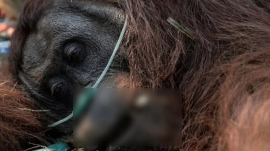 Close-up wajah orangutan yang lemas dengan selang oksigen di hidungnya, memperlihatkan upaya tim penyelamat gabungan saat mencoba menangani kondisi kritis orangutan bernama "Sempurna" yang terdampak asap pekat karhutla di Ketapang, Kalimantan Barat.