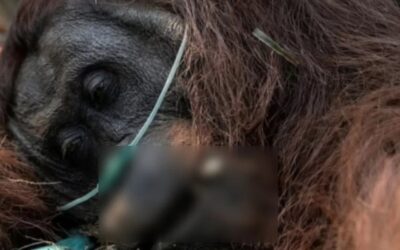 Ketika Hutan Kalimantan Terbakar, Satwa Liar Kehilangan Rumahnya