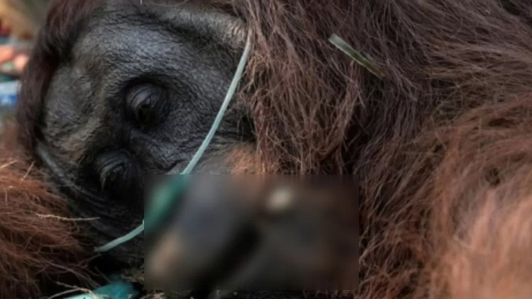 penyelamatan-orangutan-sempurna-dari-karhutla-ketapang-foto-jakarta-daily Close-up wajah orangutan yang lemas dengan selang oksigen di hidungnya, memperlihatkan upaya tim penyelamat gabungan saat mencoba menangani kondisi kritis orangutan bernama "Sempurna" yang terdampak asap pekat karhutla di Ketapang, Kalimantan Barat.