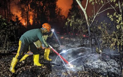 Karhutla Palangka Raya: Perjuangan Relawan Padamkan Api Lahan Gambut Hingga Subuh