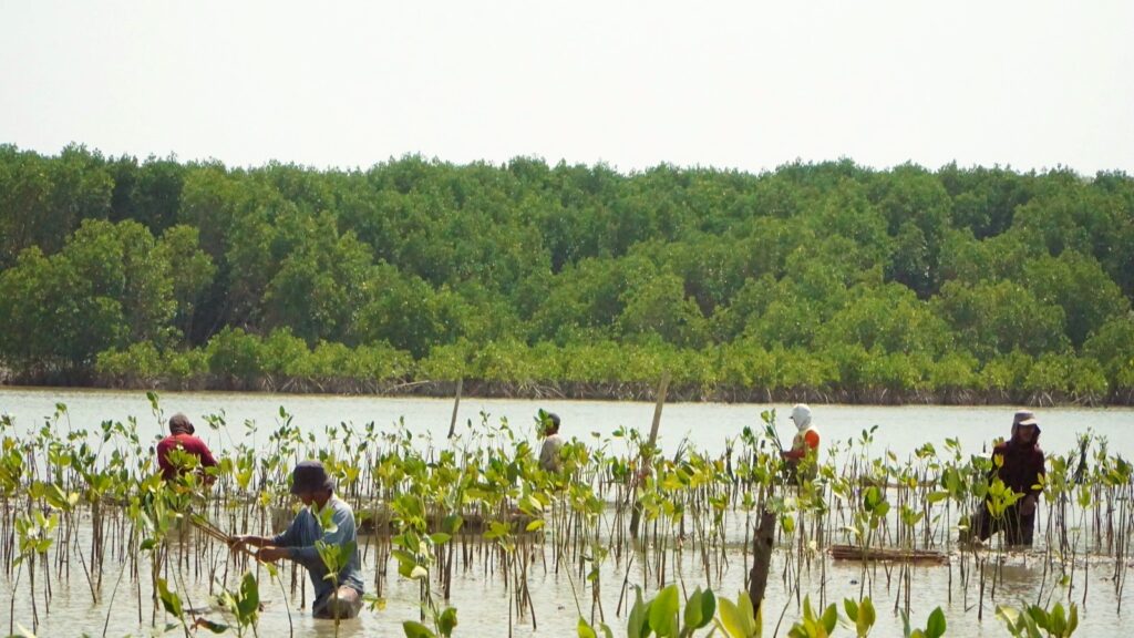Area penanaman bibit mangrove di Desa Timbulsloko Demak guna Perlindungan Kawasan Pesisir.