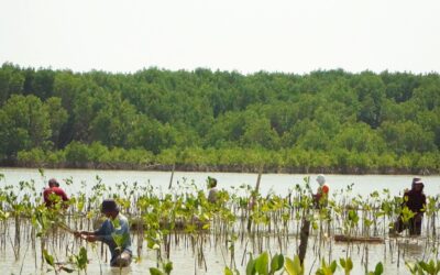 Tanam 10.000 Bibit Mangrove, PT Pelni Upayakan Pemulihan Pesisir Demak Melalui Planting the Future