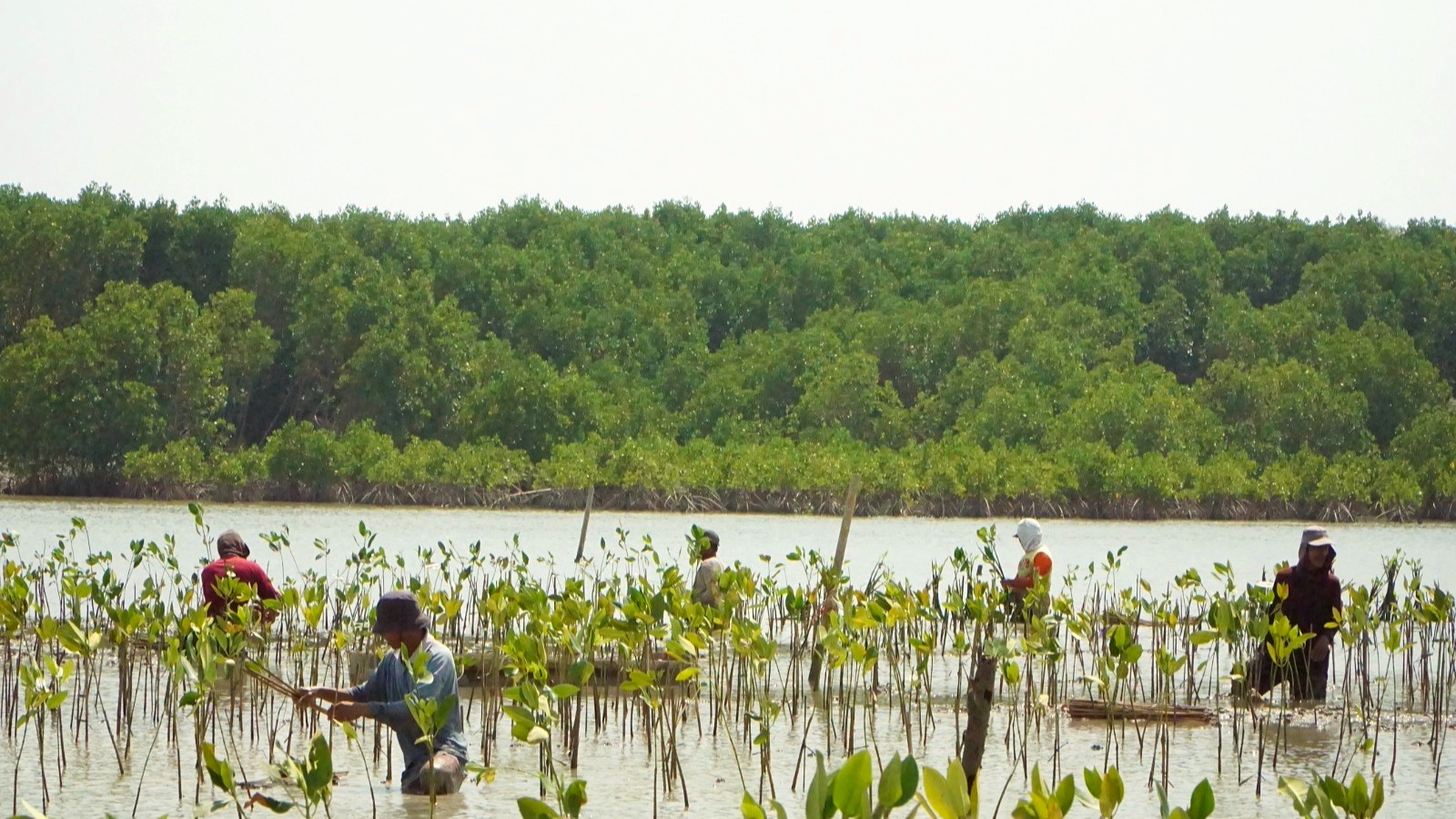 Area penanaman bibit mangrove di Desa Timbulsloko Demak guna Perlindungan Kawasan Pesisir.