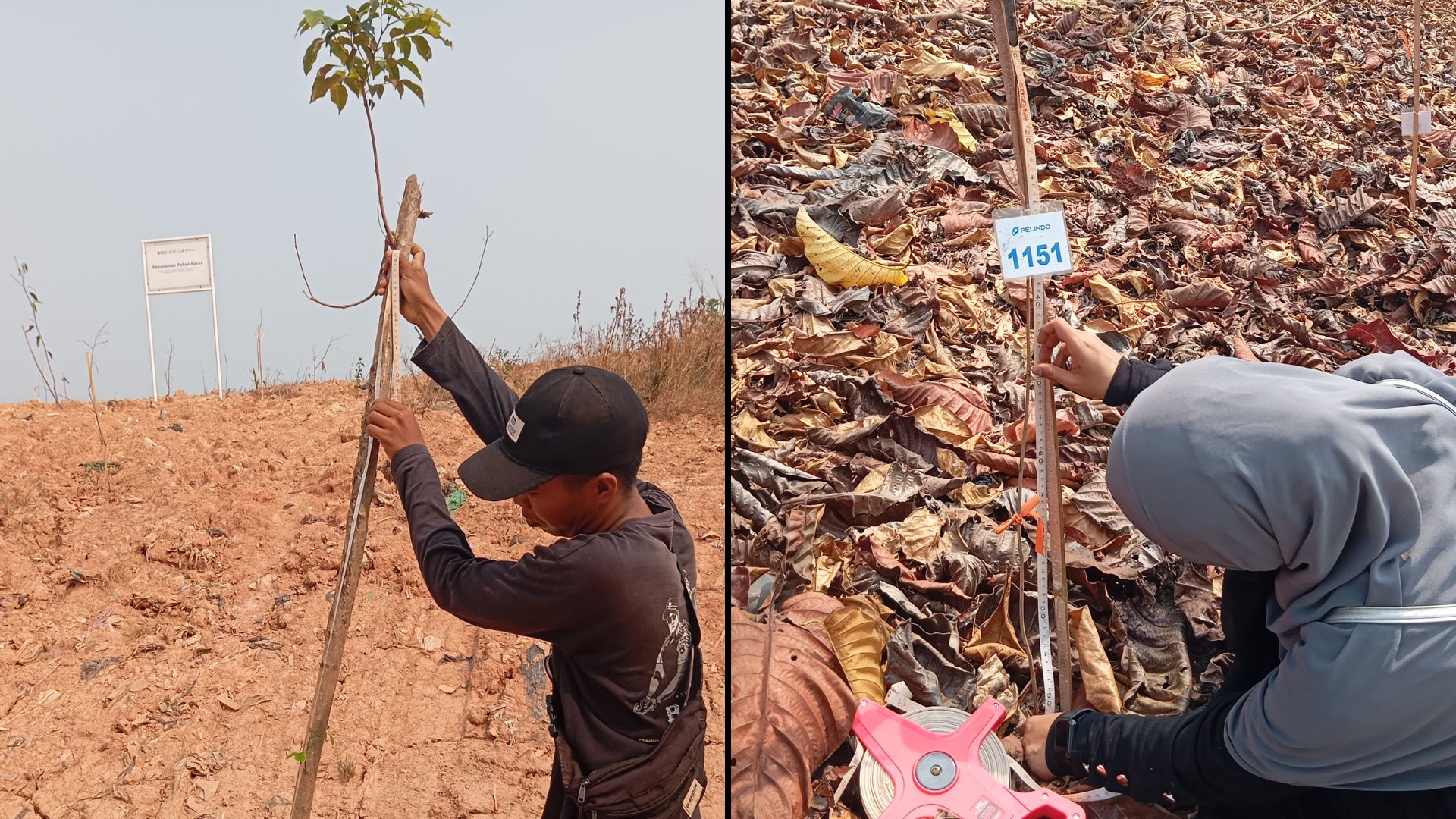 Petugas dan relawan mengukur pertumbuhan bibit tanaman saat monitoring penghijauan eks-TPA Basirih.