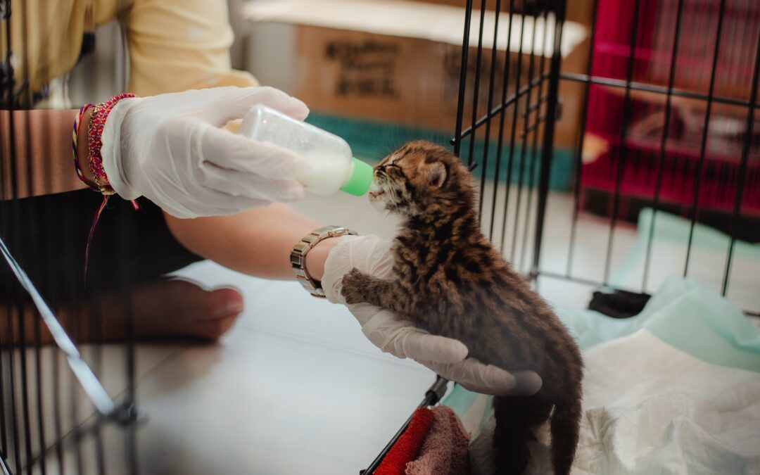 Aksi Peduli Satwa di BKSDA Kalbar: Dukung Perawatan Satwa Liar dan Kucing Hutan