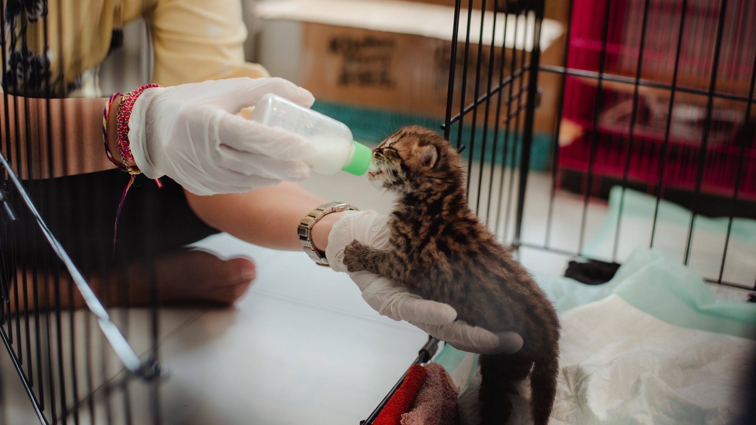 pemberian-susu-anak-kucing-hutan-bksda-kalbar-relawan-nusantara Petugas medis memberikan susu menggunakan botol kepada anak kucing hutan yang berada di bawah perawatan BKSDA Kalbar.