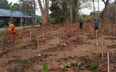 Penghijauan Eks-TPA Basirih: Pemeliharaan 2.500 Pohon Berlanjut di Tengah Musim Kemarau