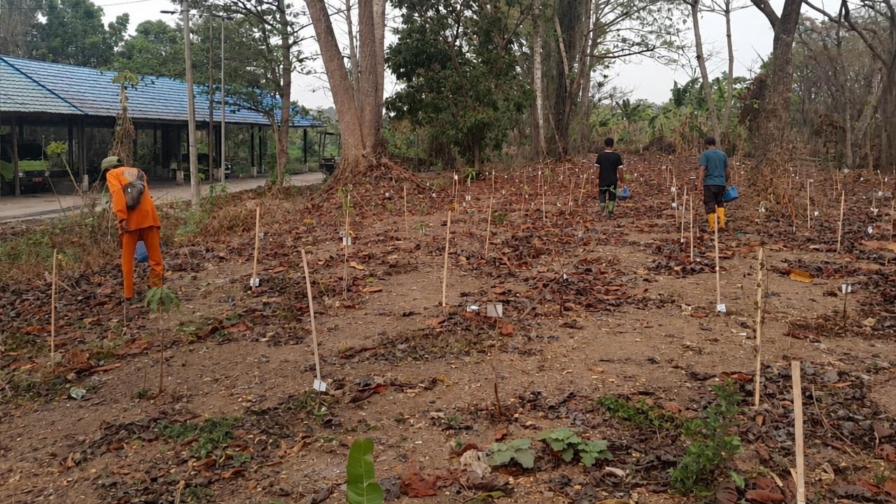 Relawan dan petugas melakukan pemeliharaan di area penghijauan eks-TPA Basirih Banjarmasin.