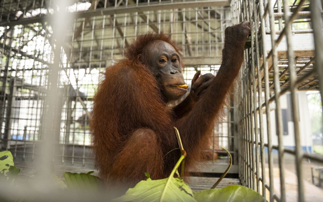 Orangutan Kalimantan sedang menikmati bantuan pakan dalam proses rehabilitasi bersama YIARI dan Relawan Nusantara.